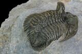 Tower Eyed Erbenochile Trilobite - Top Quality #128955-2